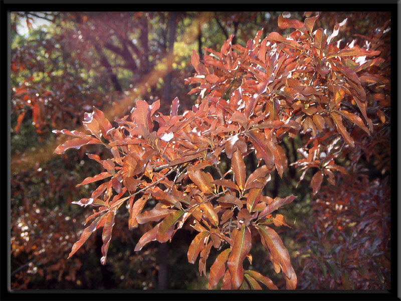 Rosso d''autunno